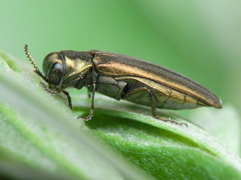 Agrilus zigzag Marseul, 1866